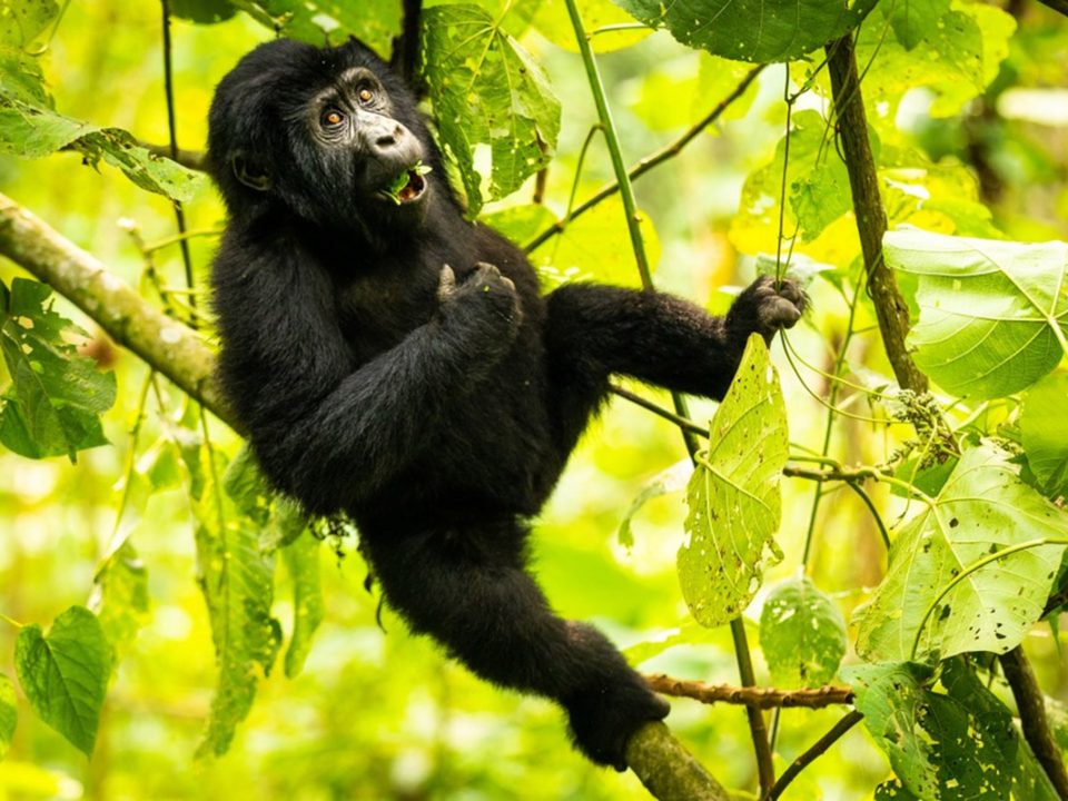 5 Day Primate Uganda Safari