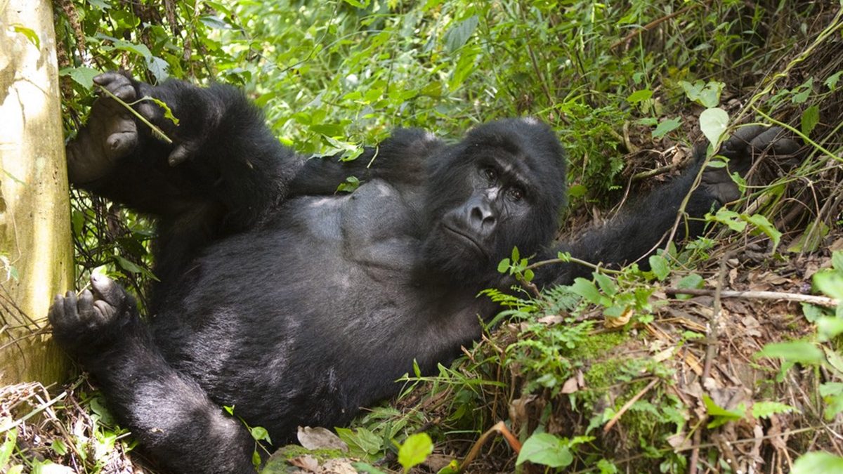 Gorilla-Tracking-Africa