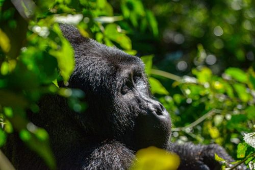 Gorilla Trekking and Wildlife Safari