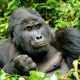 Book-gorilla-Tracking-uganda