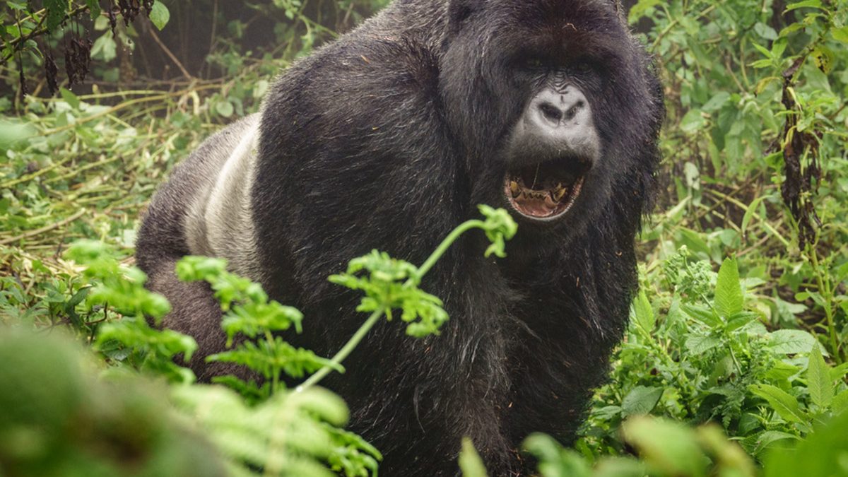 Gorilla-Trekking-uganda