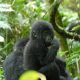 Gorilla-tracking-uganda