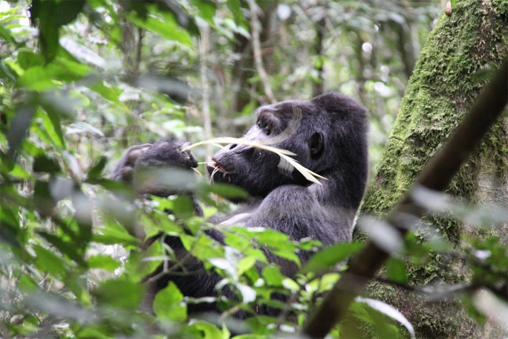 Gorilla- Trekking-Booking