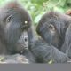 Gorilla-Tracking-Road-Trip