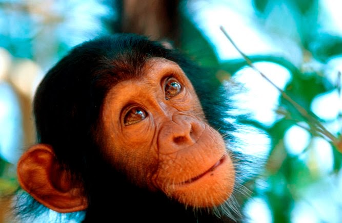 Chimpanzee-Tracking-Uganda