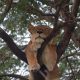 4-Day-Uganda-Wildlife-Safari