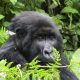 Gorilla-Trekking-Uganda