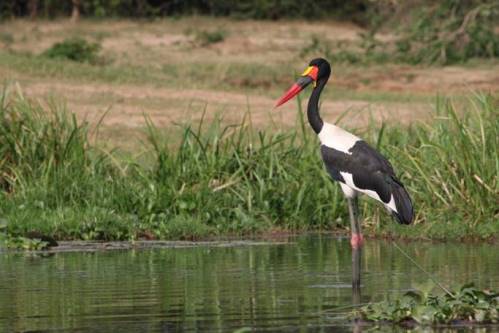 Birding-Uganda-Safari