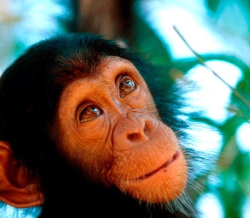 Chimpanzee-trekking-uganda