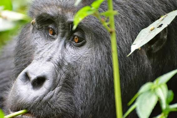 Gorilla-Tracking-Safari-Africa