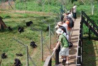 Ngamba-Chimpanzee-Tracking