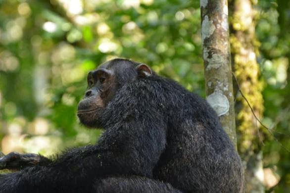 chimpanzee-trekking-uganda