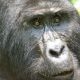 Gorilla-trekking-Uganda