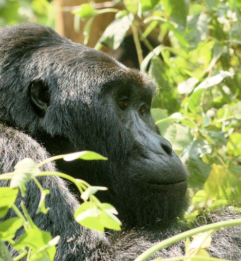 Gorilla tracking in Africa