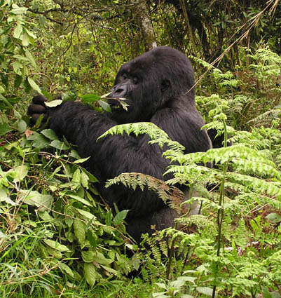 Gorilla-Tracking-Best-Area-Uganda
