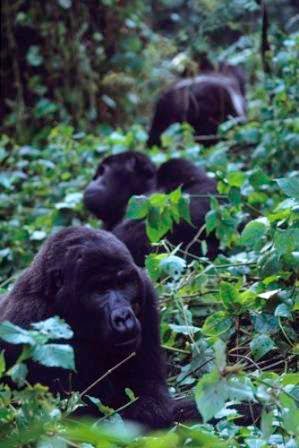 Gorilla Tracking In Uganda