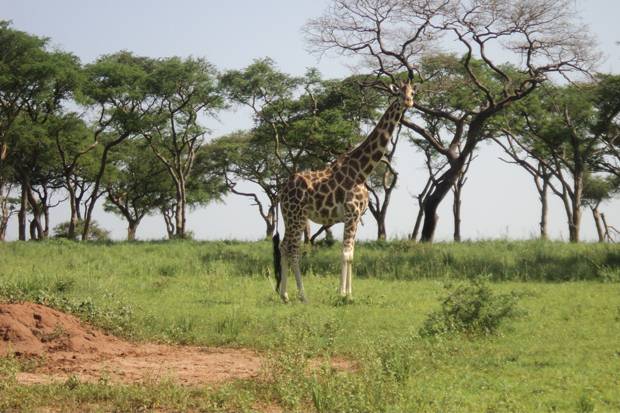 Uganda-Safari