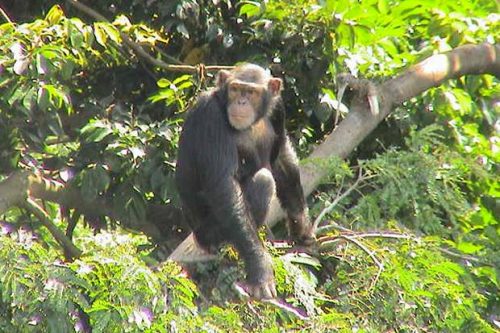 Uganda-Chimpanzee-Tracking