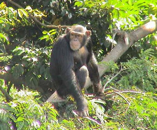 Uganda-Chimpanzee-Tracking