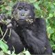 Gorilla- tracking-Africa