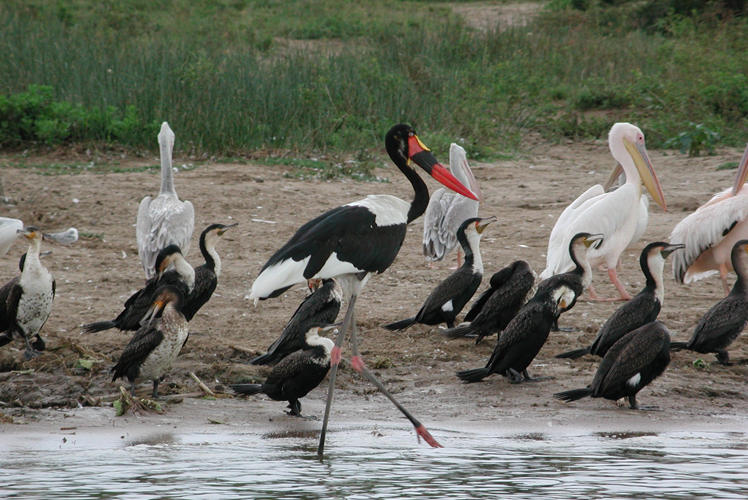 Birding-in-Uganda-tour