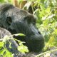 Gorilla-Tracking-Uganda