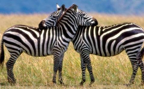 Uganda-Safari-Africa