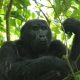 Gorilla-Trekking-Permit