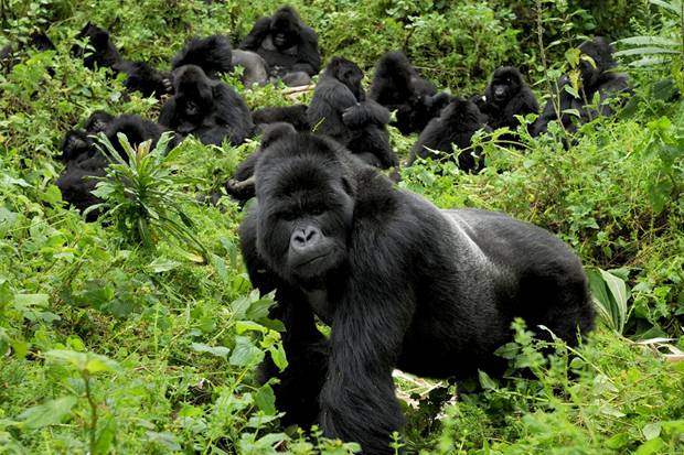 Gorilla-trekking-Rwanda