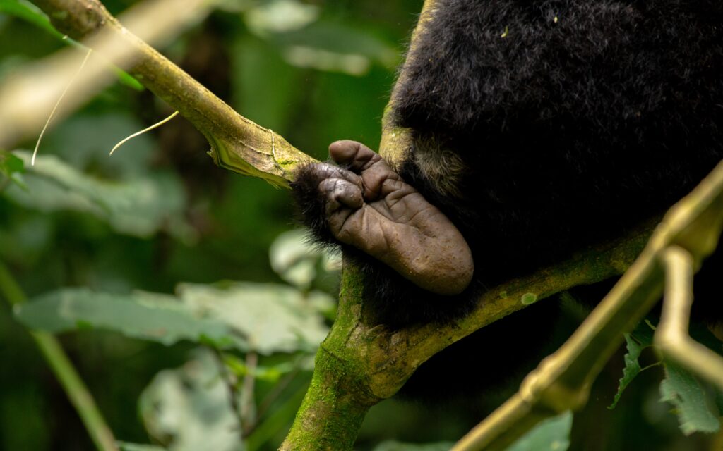Gorilla-Tour-Uganda