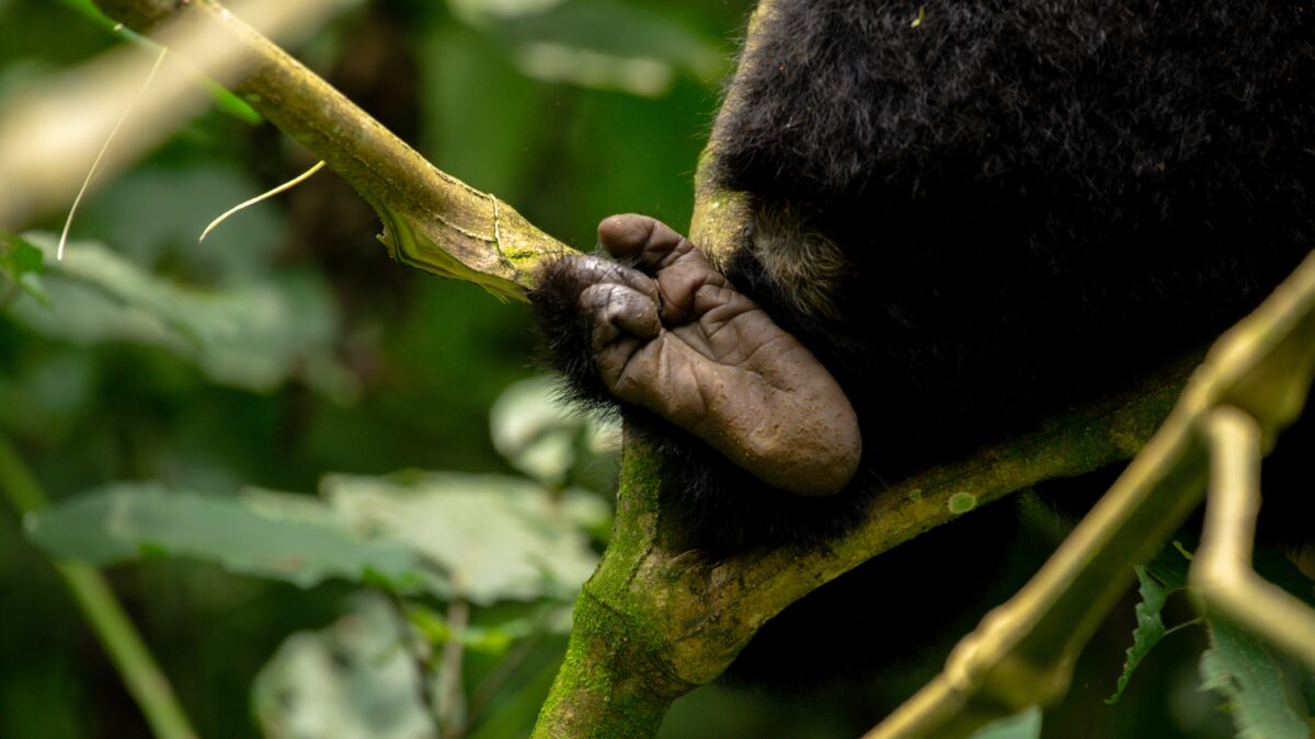 Gorilla-Tour-Uganda