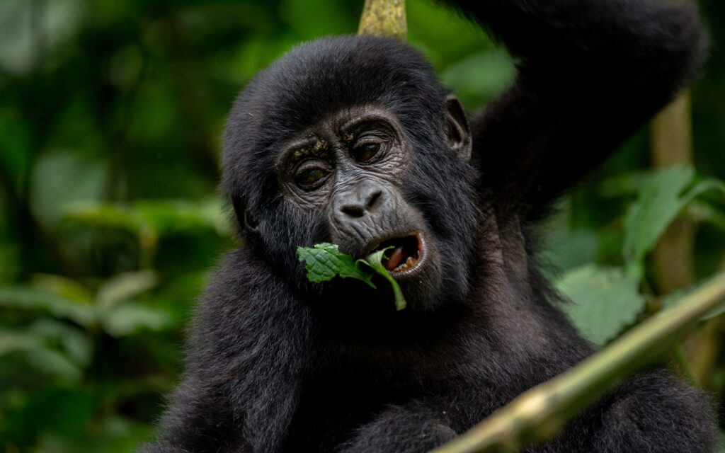 Gorilla-safari -tours