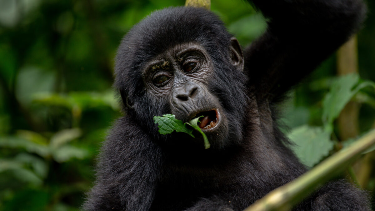 Gorilla-safari -tours