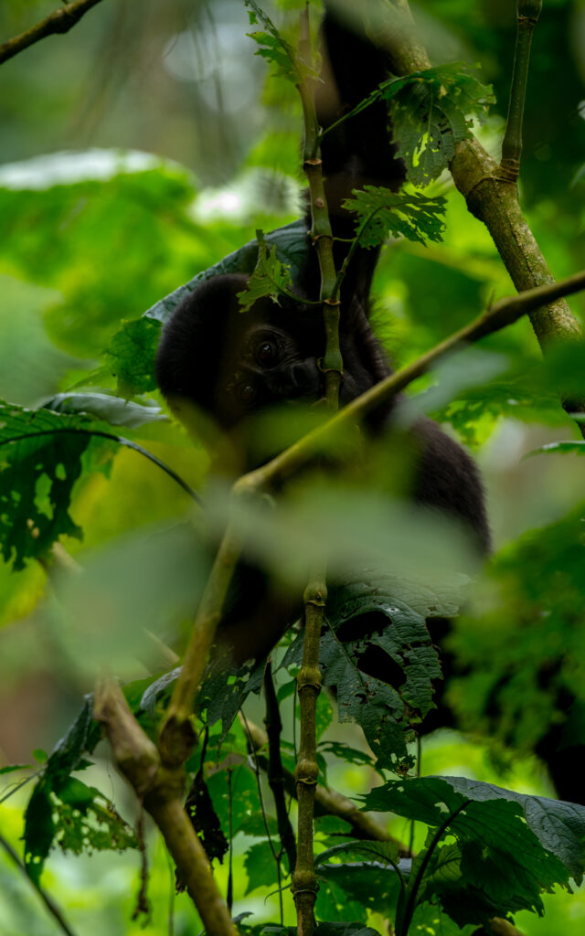 What To See and Do On Gorilla Trekking Safari In Rushaga Area Of Bwindi